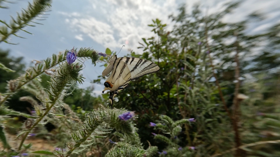 Iphiclides podalirius in cerca di nettare