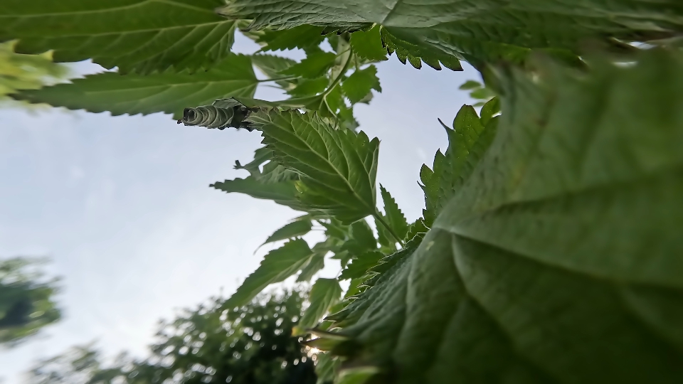 Tall green nettle under blue sky