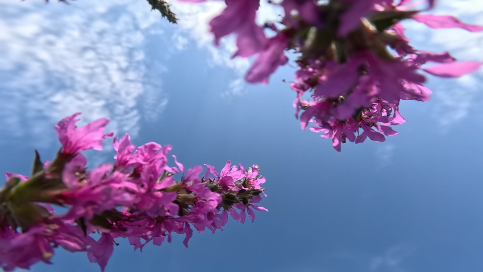 Lythrum salicaria pink under blue sky