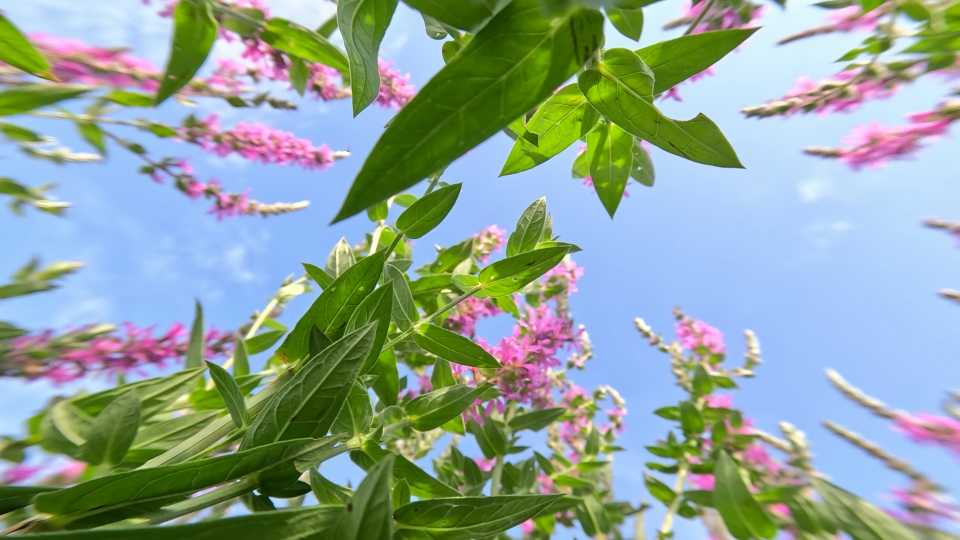 Purple loosestrife flowering among green leaves of plants