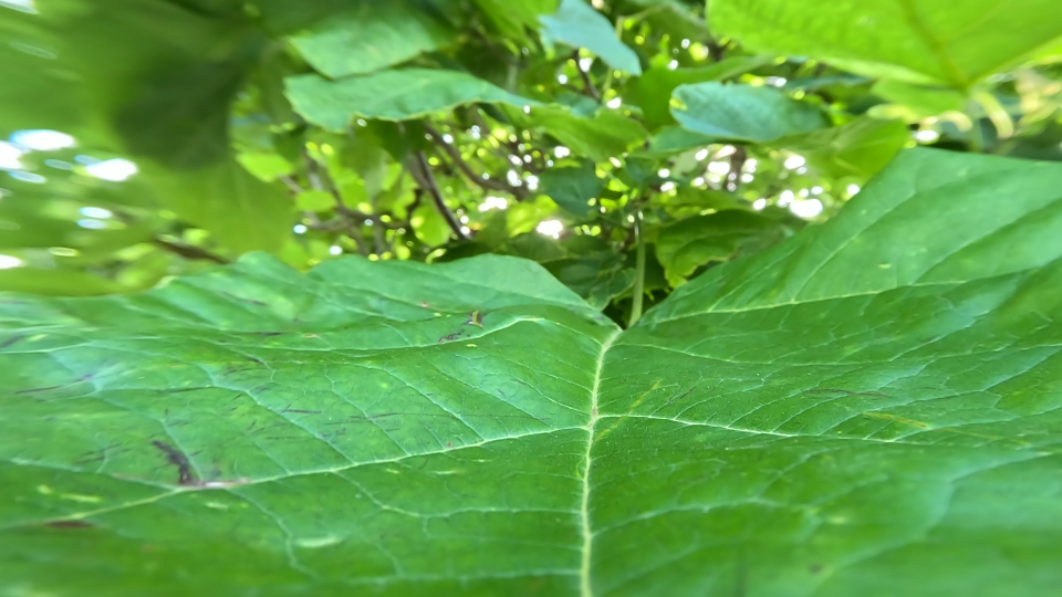 Foglie verdi dell’albero di nocciolo