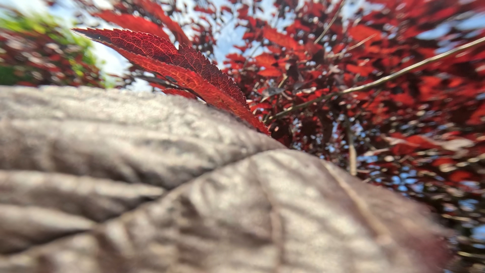 Among the red leaves of a tree in the sun