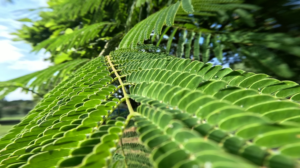 Green leaves of Acacia of Constantinople
