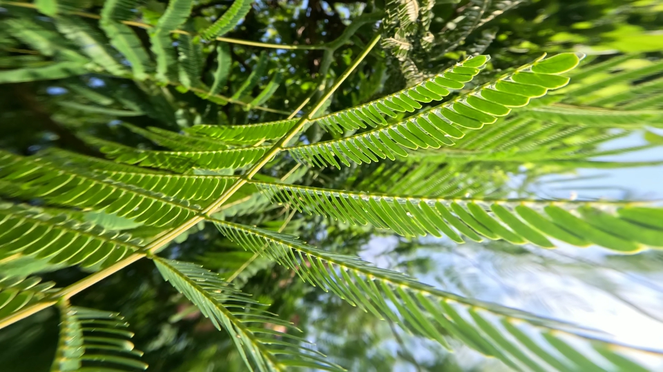 Albizia julibrissin Durazz con le sue foglie verdi