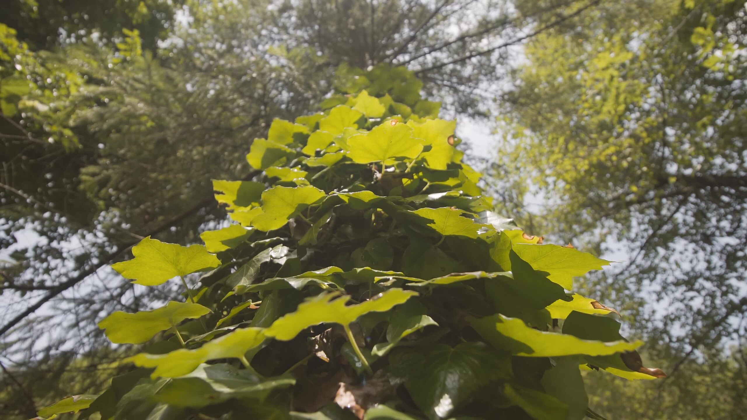 Tree covered with green leaves