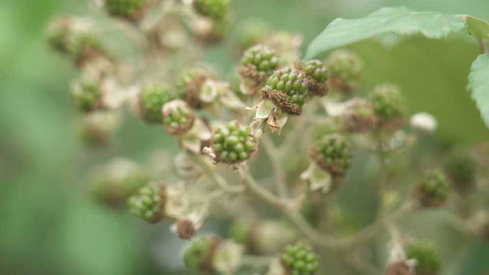 Unripe blackberries
