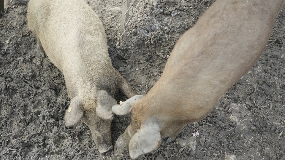 Two farm pigs behind the fence