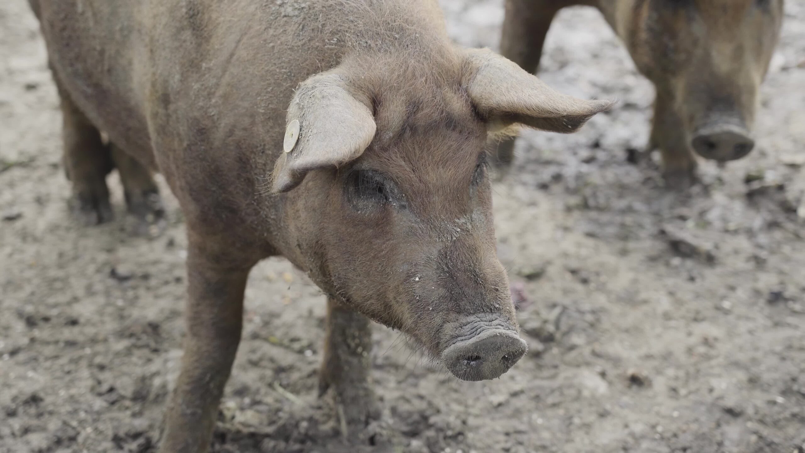 Snout of the pig