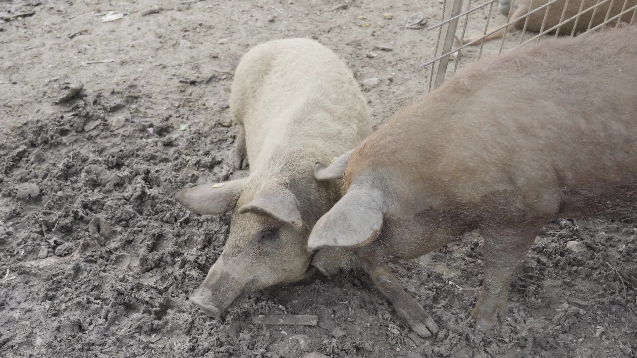 Pig pushes another pig with its snout