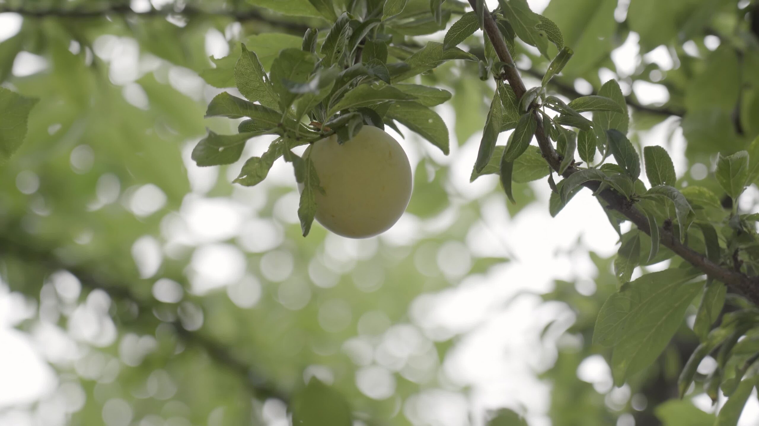 Prunus salicina green
