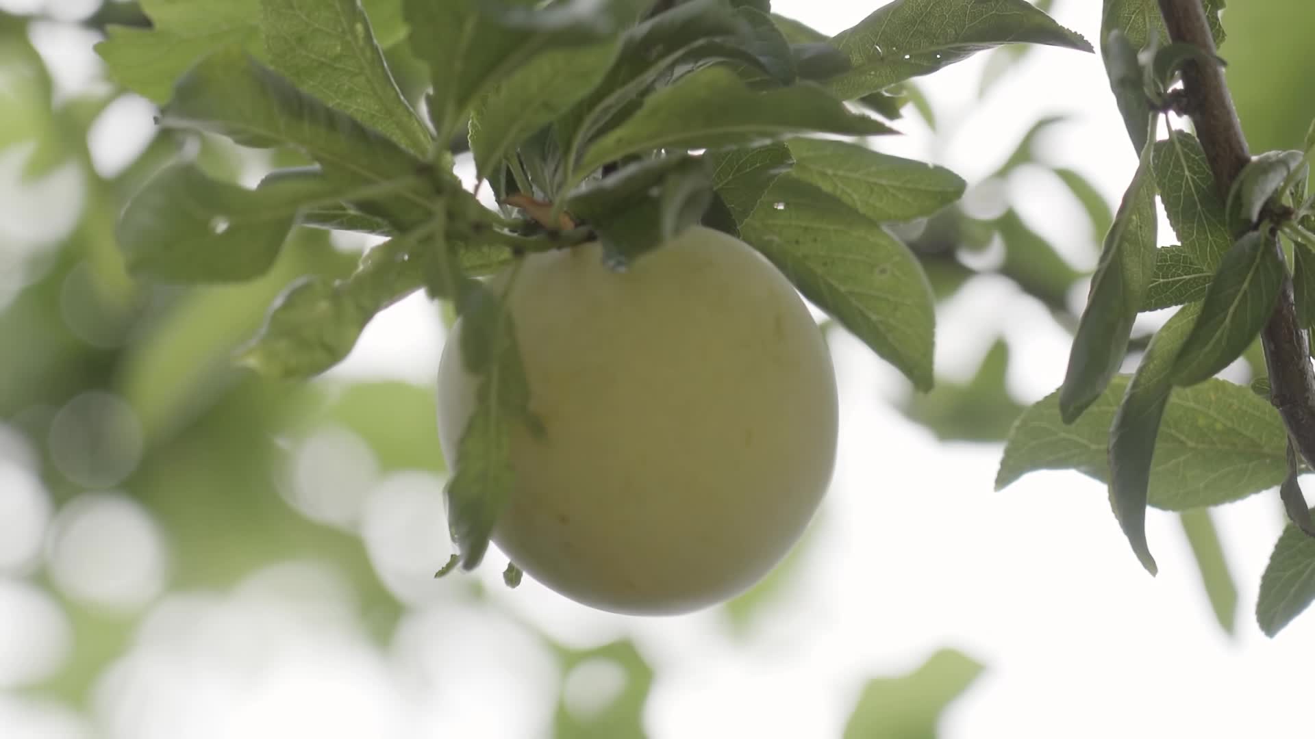 Green plum grows on the tree