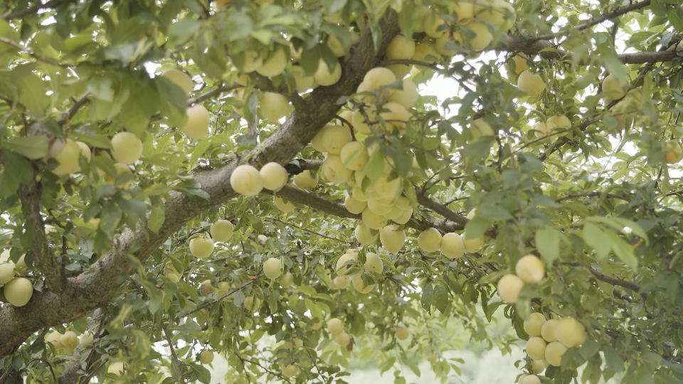 Plums grow on the tree