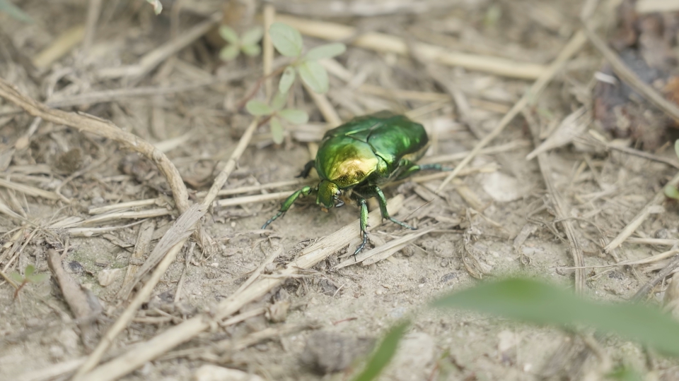 Protaetia cuprea