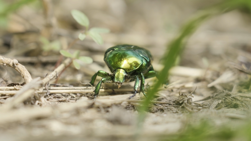 Un coleottero verde appartenente alla famiglia degli Scarabeidi