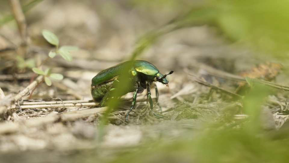 Protaetia cuprea green fly away