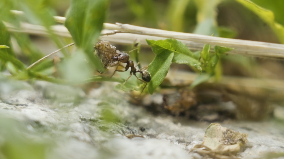 Ant carries something in its mouth