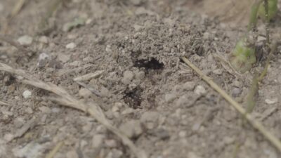 Ants come in and out of the hole in the ground