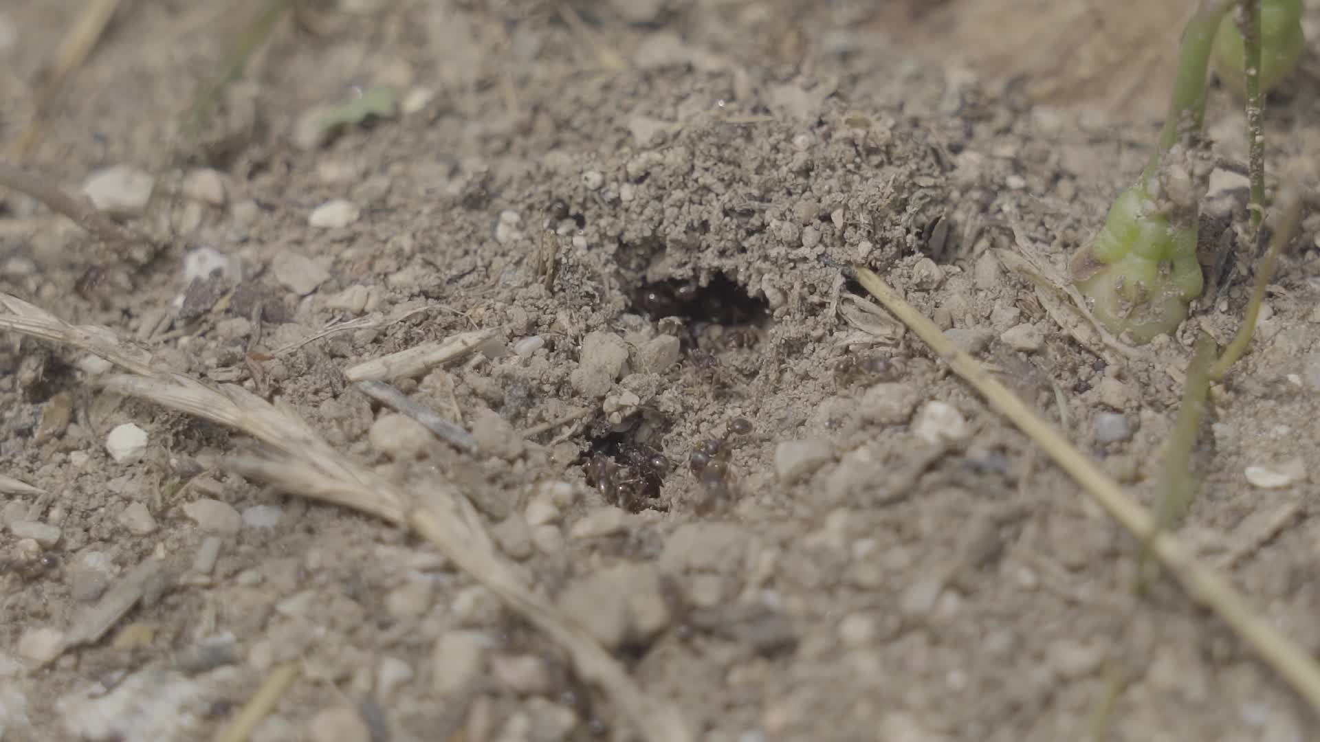 Formiche escono ed entrano dal buco del terreno