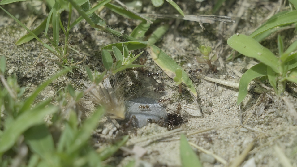 Formiche camminano intorno al buco nel terreno