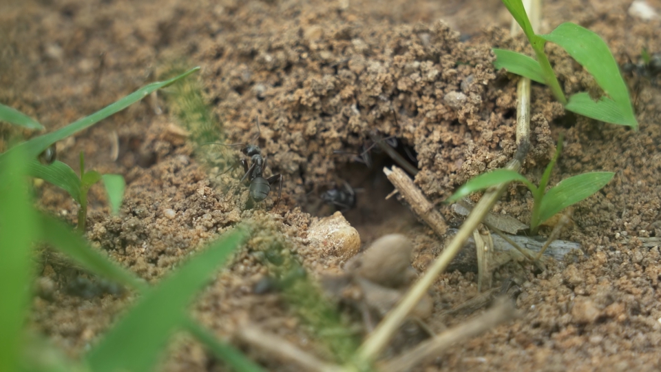 Formiche costruiscono la tana nel terreno