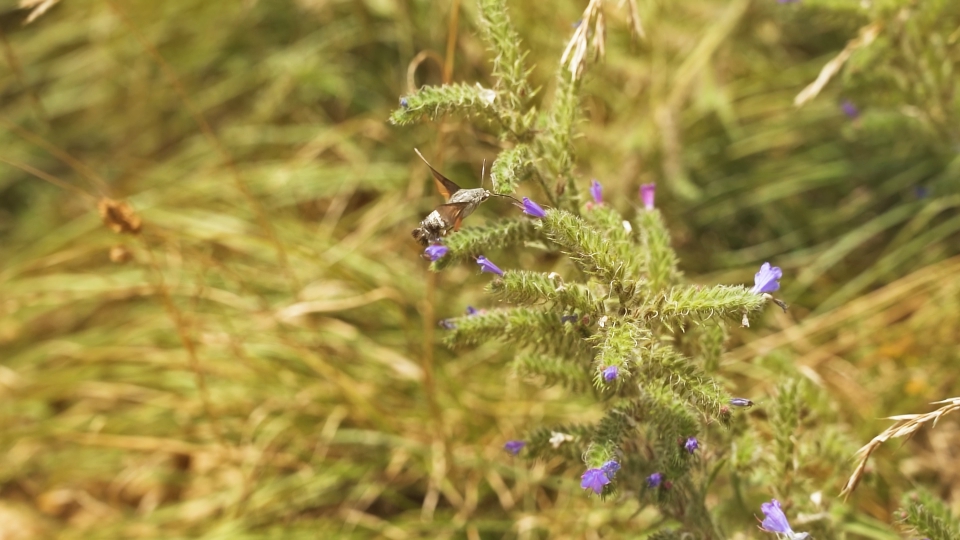 La Sfinge del Galio: Un Elegante Volo tra i Fiori Viola