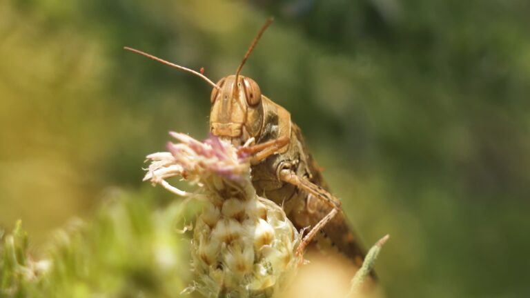 Jumping Insect Bug Caelifera: The Fascinating Jumping Insects of the World