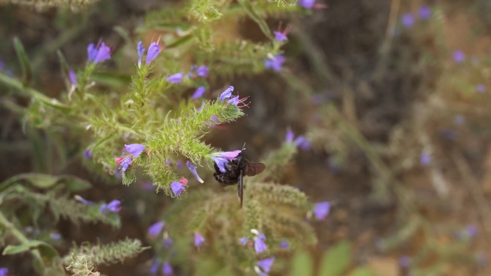 Xilocopa violacea raccoglie il nettare della viperina azzurra