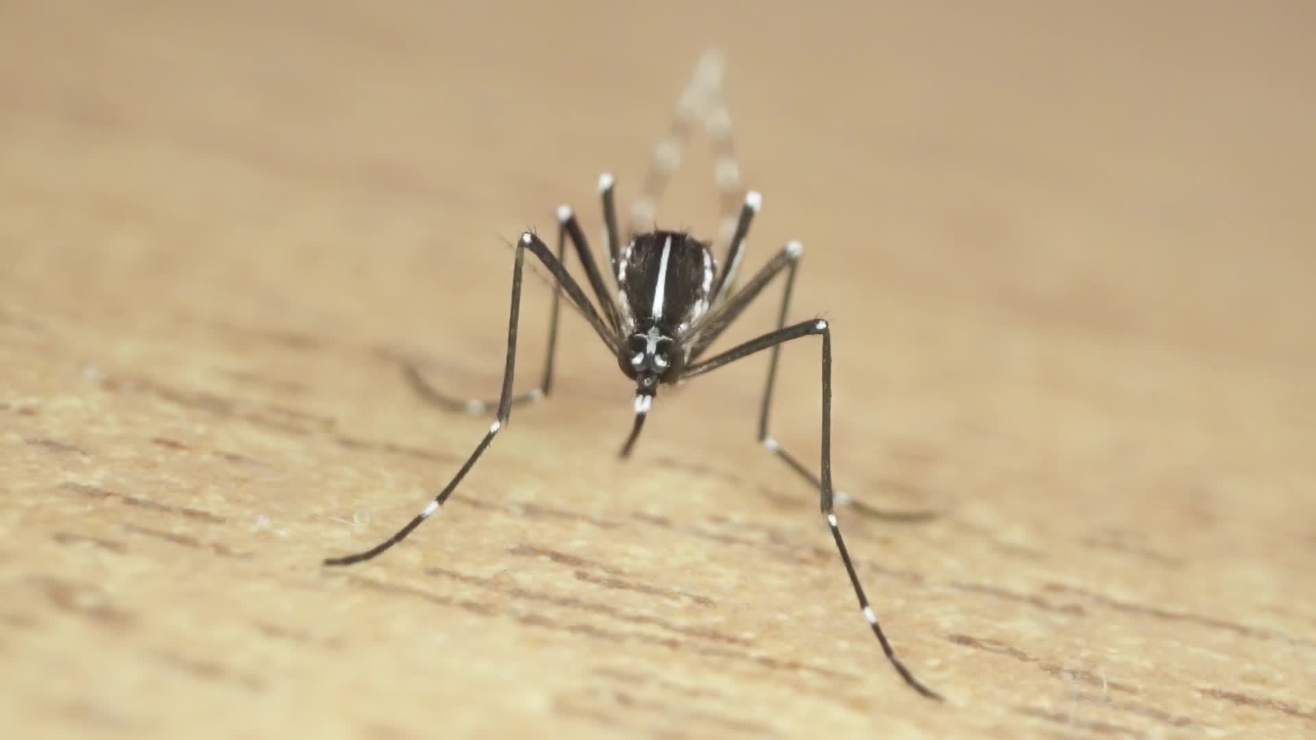 Muzzle of the tiger mosquito