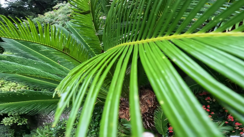 Sago Cycas tree