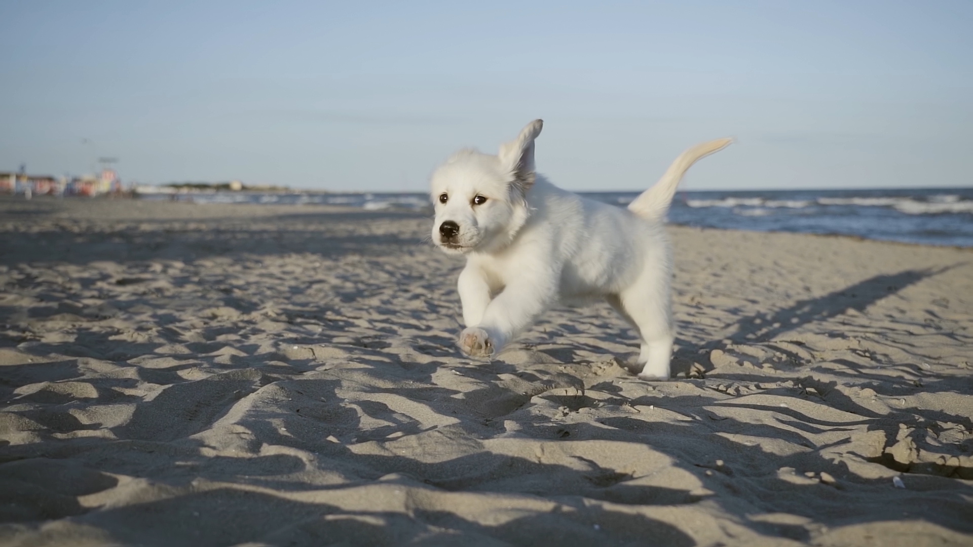 Puppy dog runs on the beach