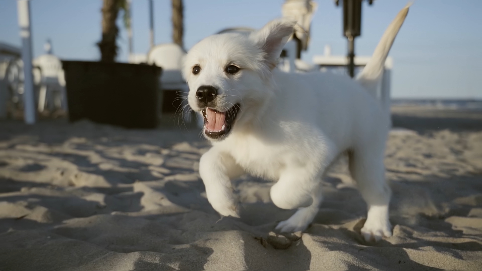 Puppy dog runs playing
