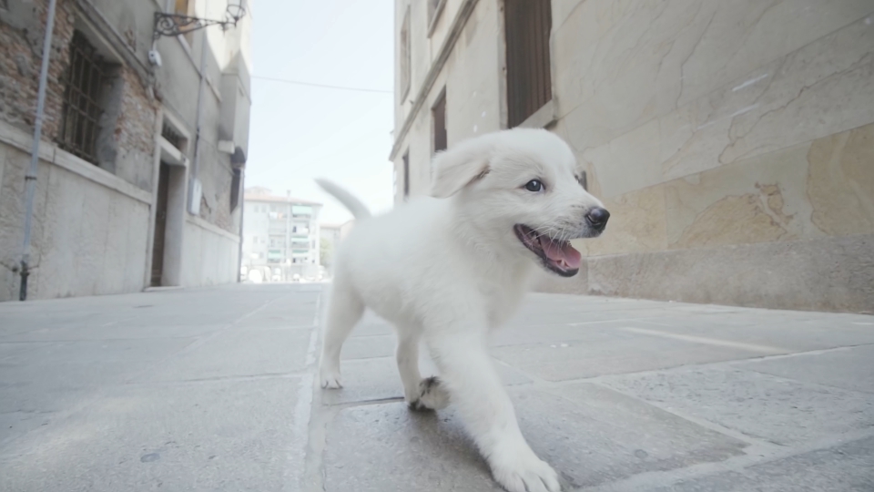 Puppy dog runs down the street