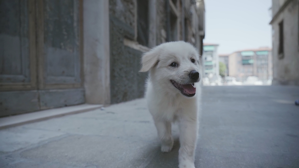 Hairy puppy on the street