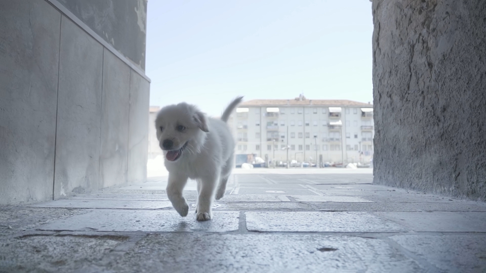 Cucciolo di cane cammina per la strada di Venezia