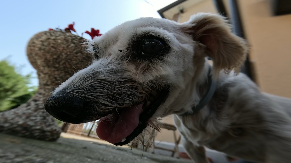 Cane vecchio