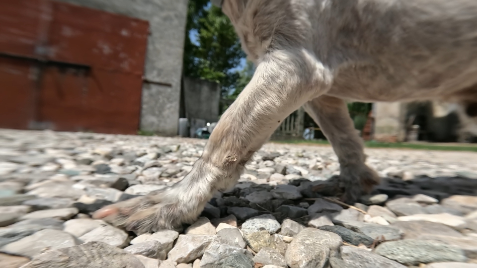 Paws of the old poodle