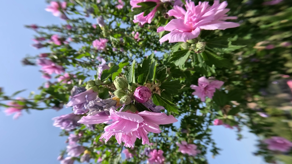 Pink and purple flowers on the tree