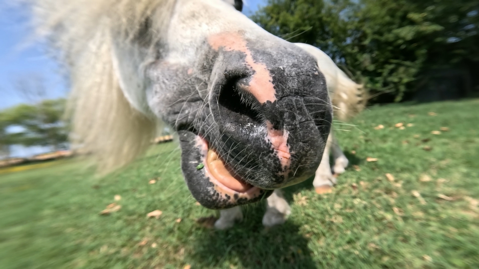 Pony horse muzzle