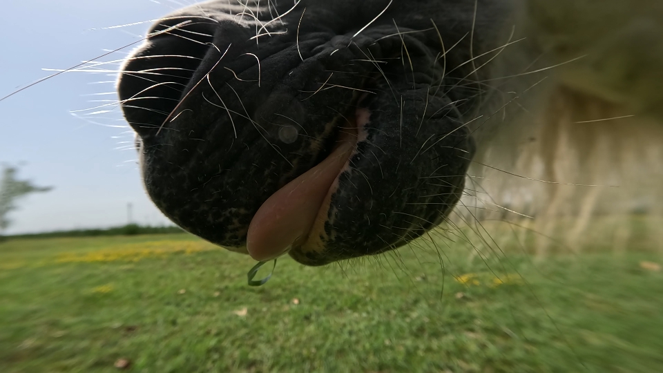 Bocca e lingua del cavallo pony