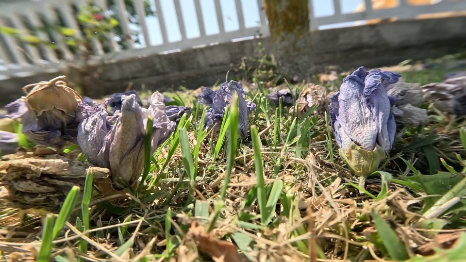 Fiori secchi di ibisco a terra tra erba