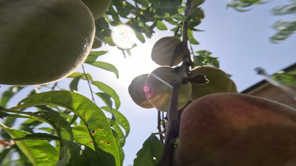 Green peaches on the tree