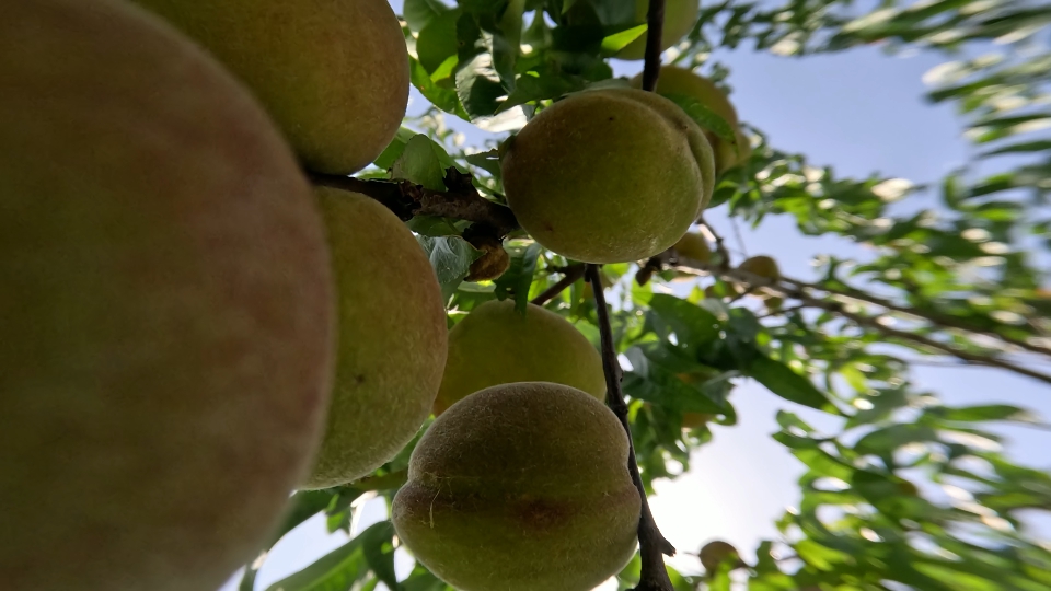 Green peaches on the tree branches