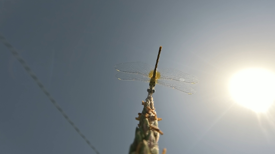 Insect sitting on top of corn plant