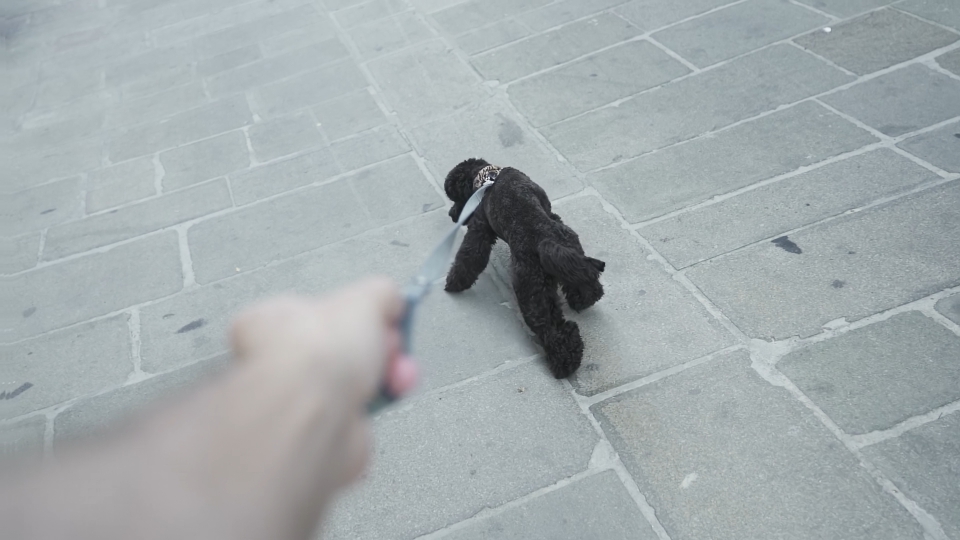 Il cane tira il guinzaglio in mano alla persona