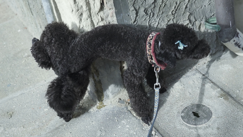 Cane barboncino fa la pipì