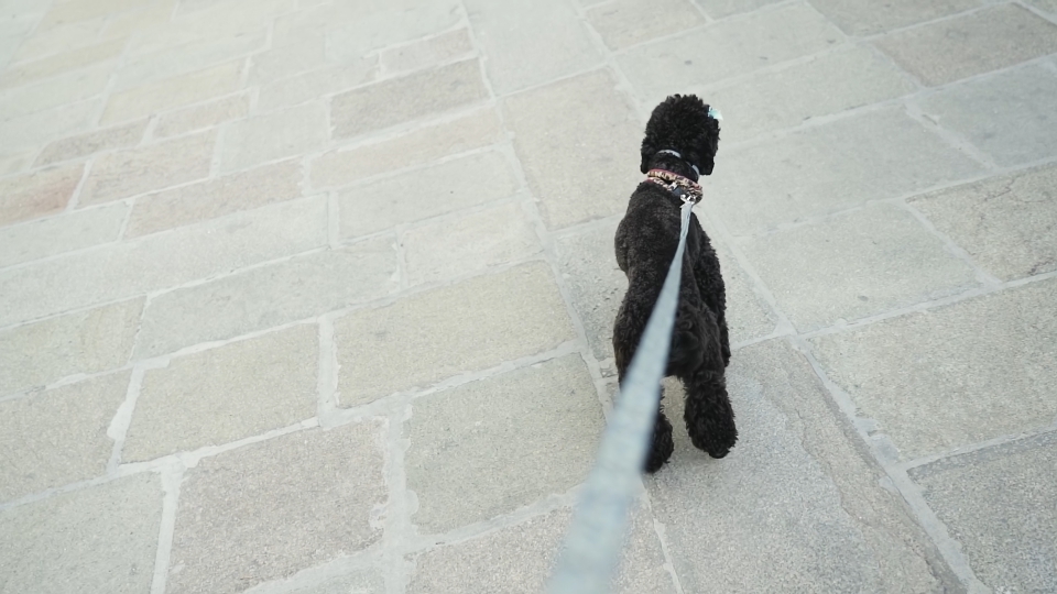 Poodle on a leash