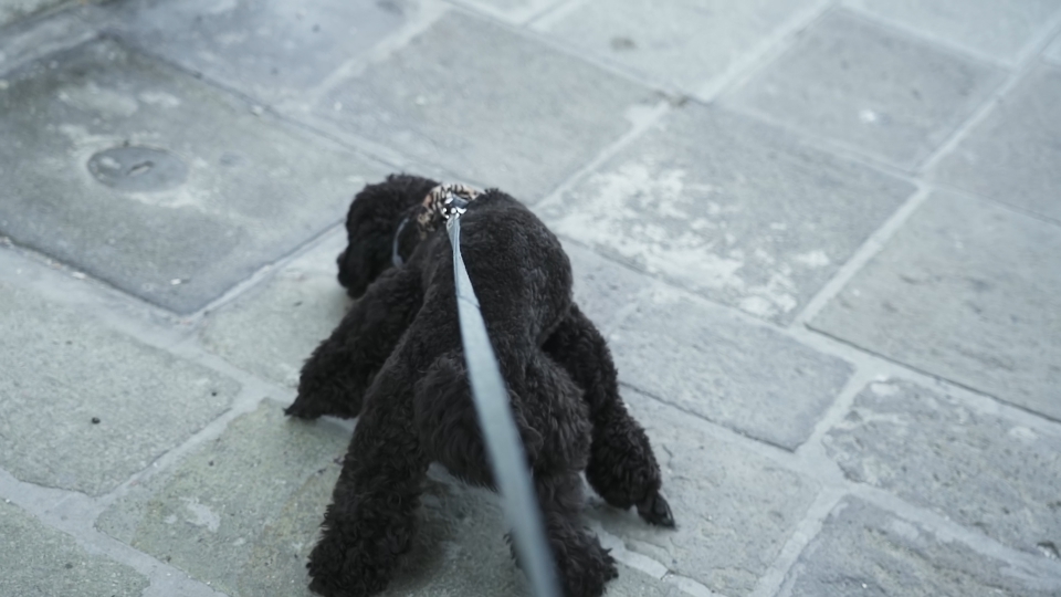 Black poodle pulls on leash