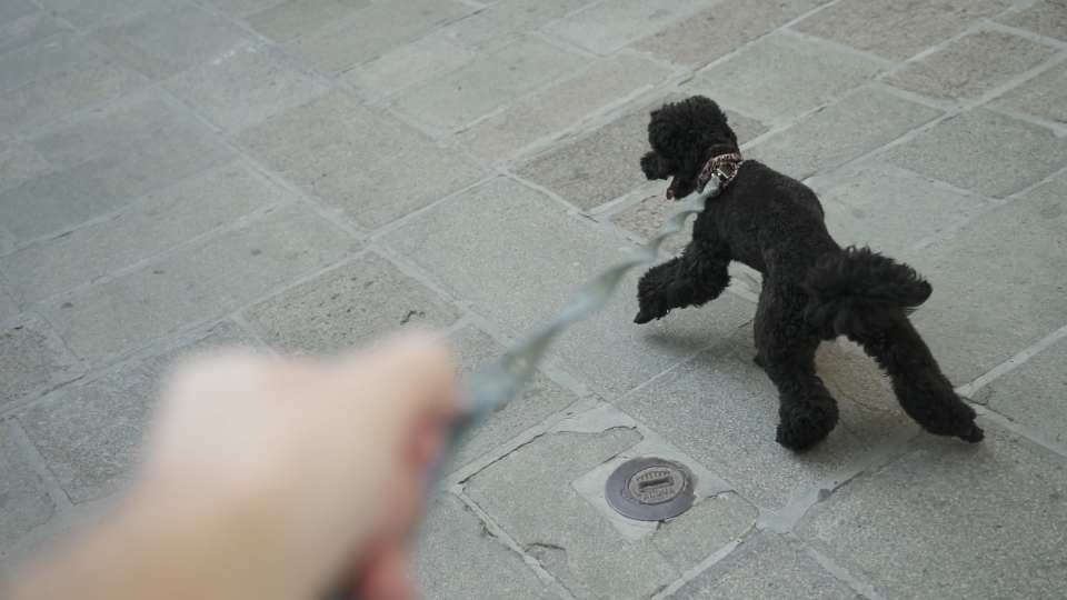 Poodle dog on a leash
