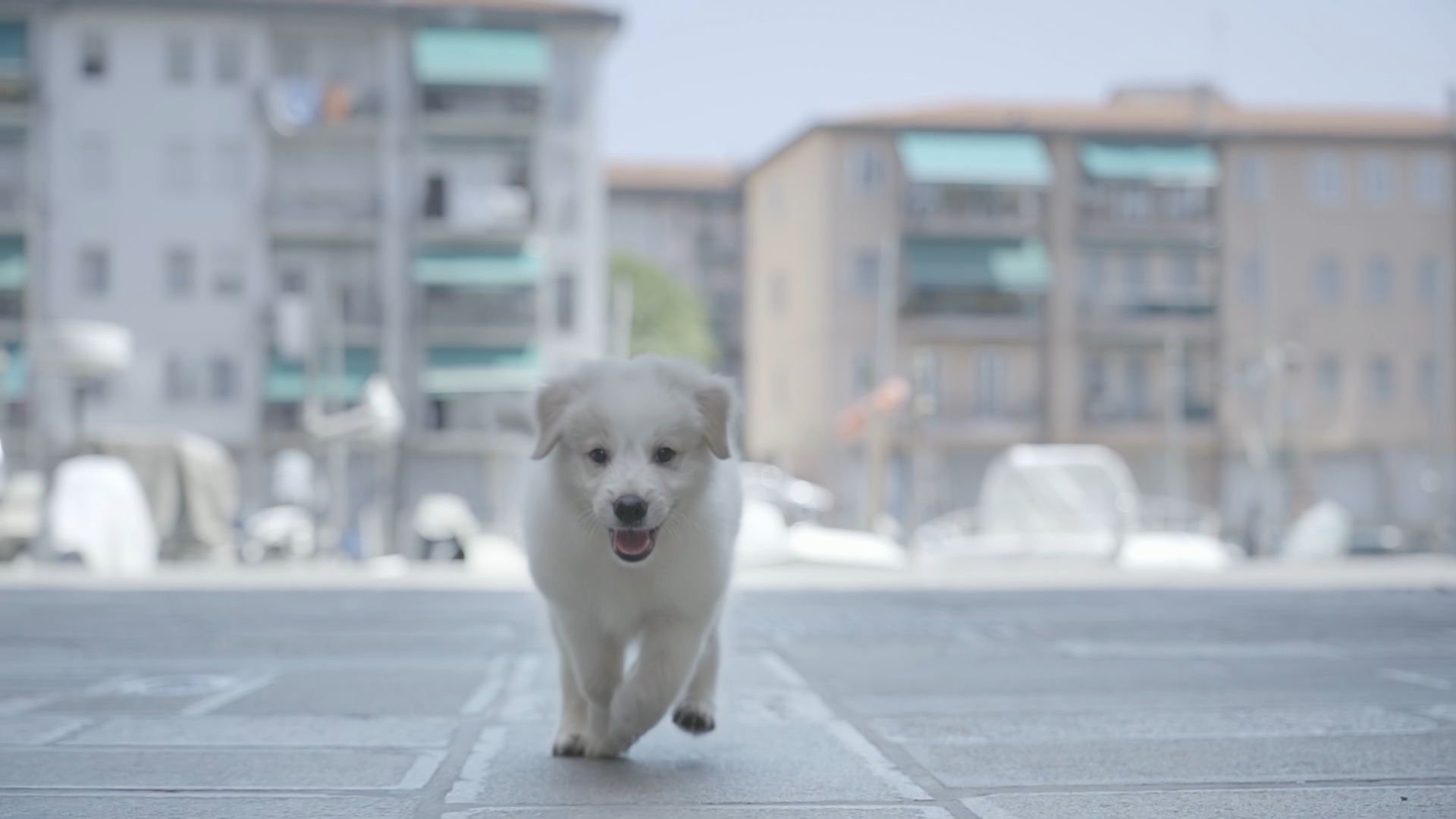 Puppy dog runs happy