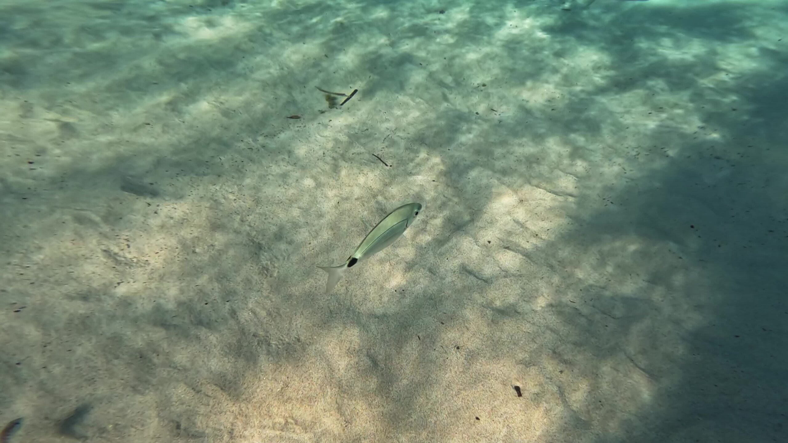 Pesce Occhiata nuota in fondo dell’acqua